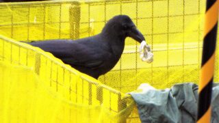 生ゴミを狙うカラスを撃退！効果的な対策とおすすめのグッズを紹介 