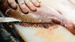 【生ごみ処理機】魚の内臓を処理！安全で簡単なにおいを抑える方法 